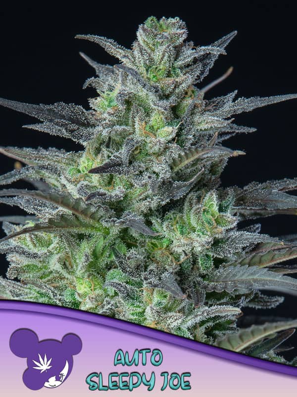 Auto Sleepy Joe- Feminized - Anesia Seeds 