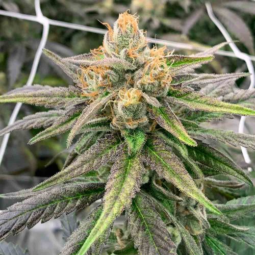 Rare Dankness Seeds Somali Ghost Train Regular 