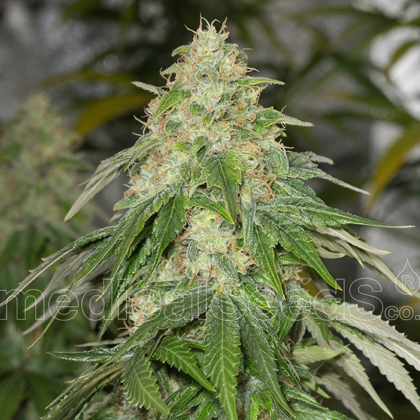 Medical Seeds Some Sweet Feminized 