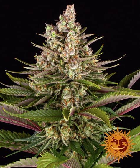 Barney's Farm Seeds Sour Strawberry Feminized  