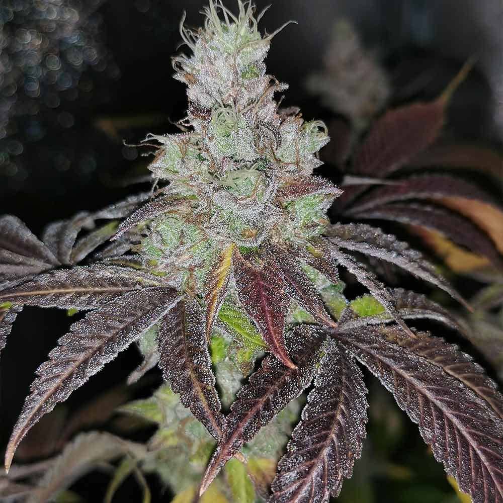 Pheno Finder Seeds Sour Kuntz Feminized    