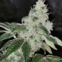 Pheno Finder Seeds Sowah Sherbert Feminized  