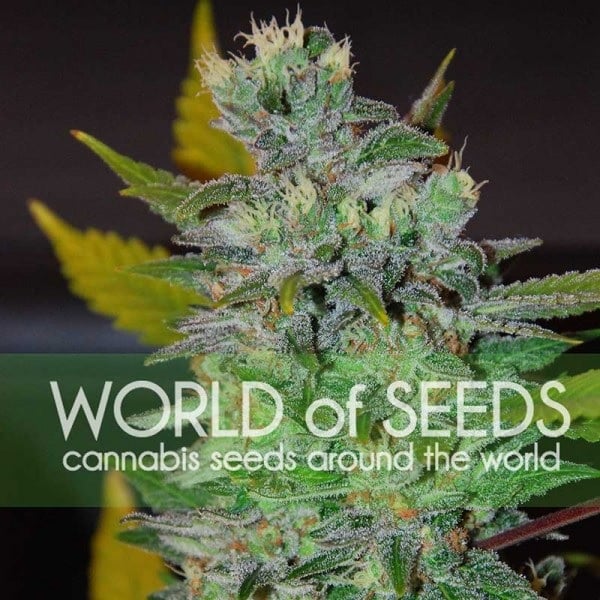 Space - Feminized - World of Seeds   