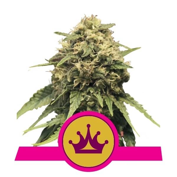 2025 Cannabis Seed Collection - Special Queen - Feminized