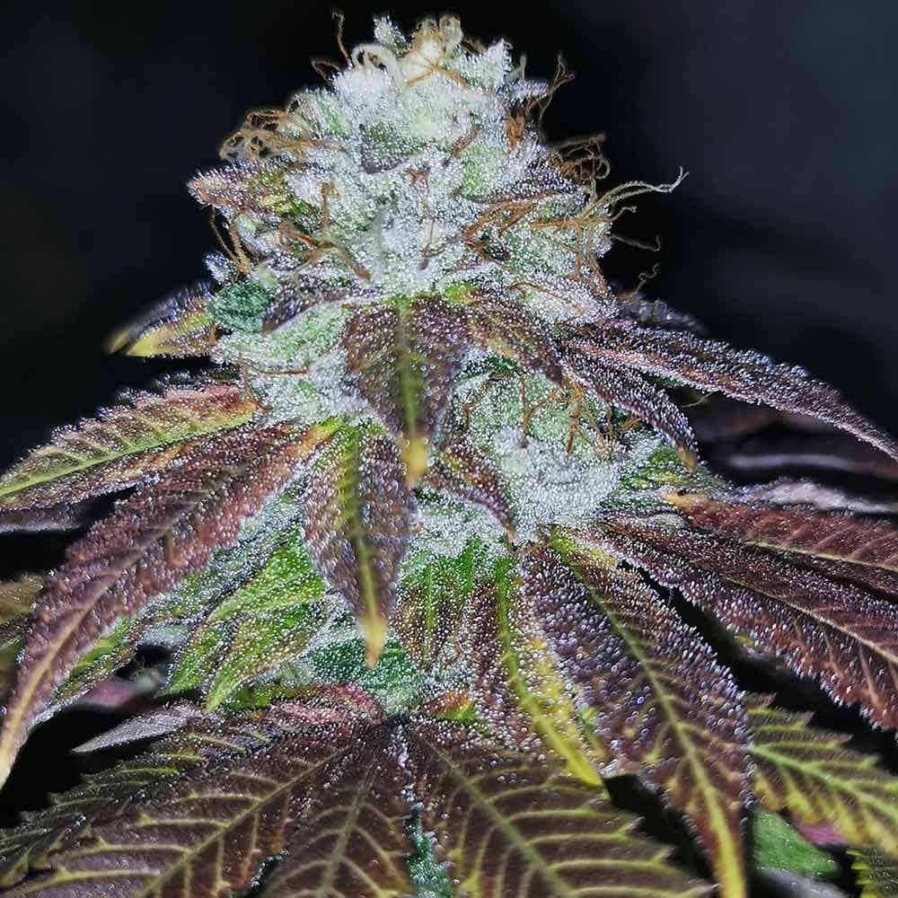 Pheno Finder Seeds Squirterz Feminized 
