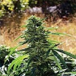 Emerald Triangle Seeds Super Sour OG Regular