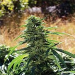 Emerald Triangle Seeds Super Sour OG Feminized