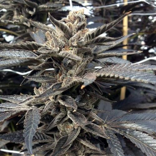 Rare Dankness Seeds Star Killer Feminized  