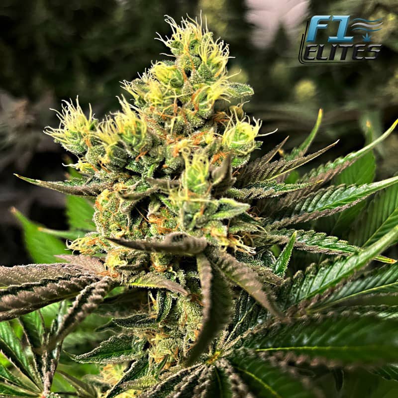 F1 Cannabis Elites Stardawg Feminised  