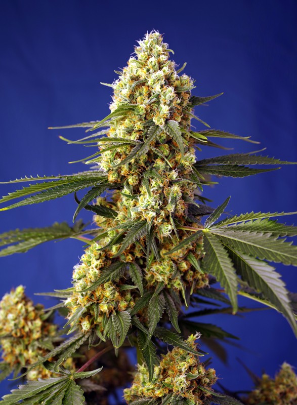 Strawberry Banana Gelato XL Auto - Feminized - Sweet Seeds