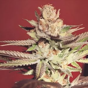 Strawberry Banana Grape- Feminized - Sensible Seeds Premium Selection             