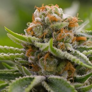 Strawberry Cough- Feminized - Sensible Seeds Premium Selection              