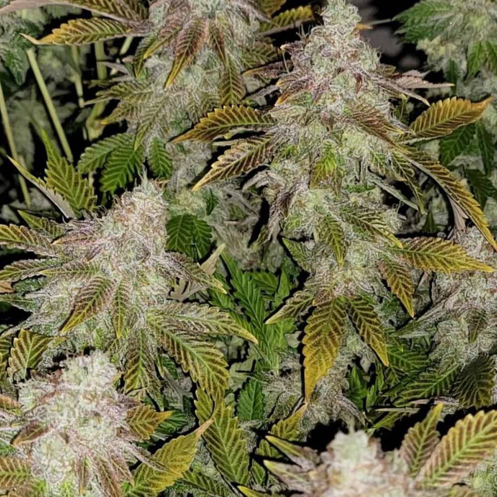 Cali Connection Seeds Strawberry Tiramisu Feminized 