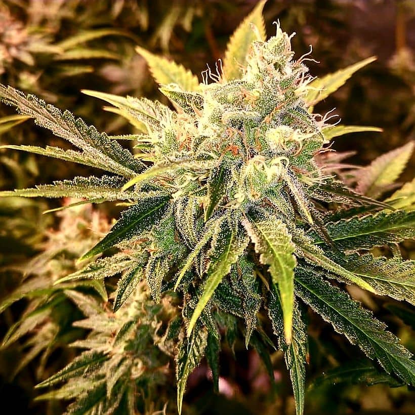 Holy Smoke Seeds Strawberry Wedding Cake Feminized 