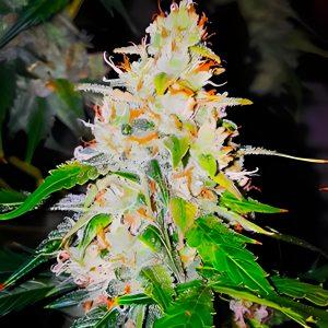 Auto Sugar Fairy - Feminized - Sensible Seeds Premium Selection   