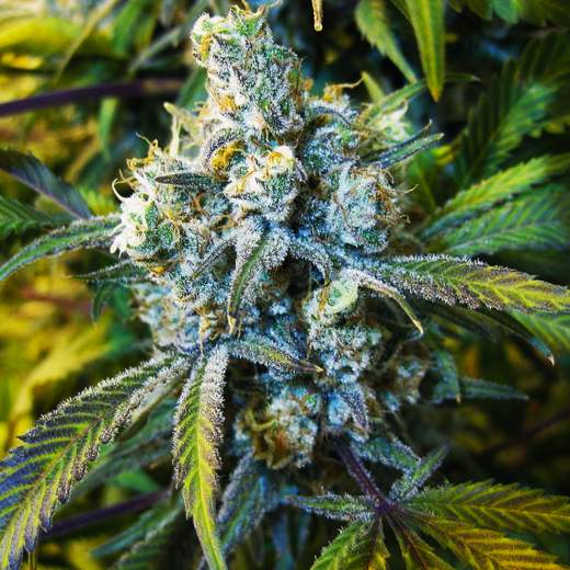 Super Silver Haze – Feminized – Nirvana Seeds 