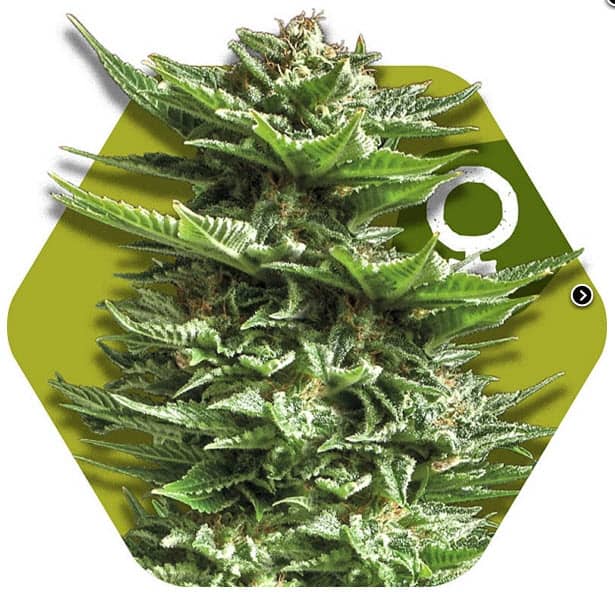 Zambeza Seeds Super Silver Haze Feminized   