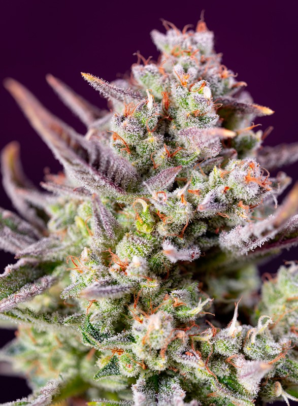 Sweet Zenzation XL Auto - Feminized - Sweet Seeds