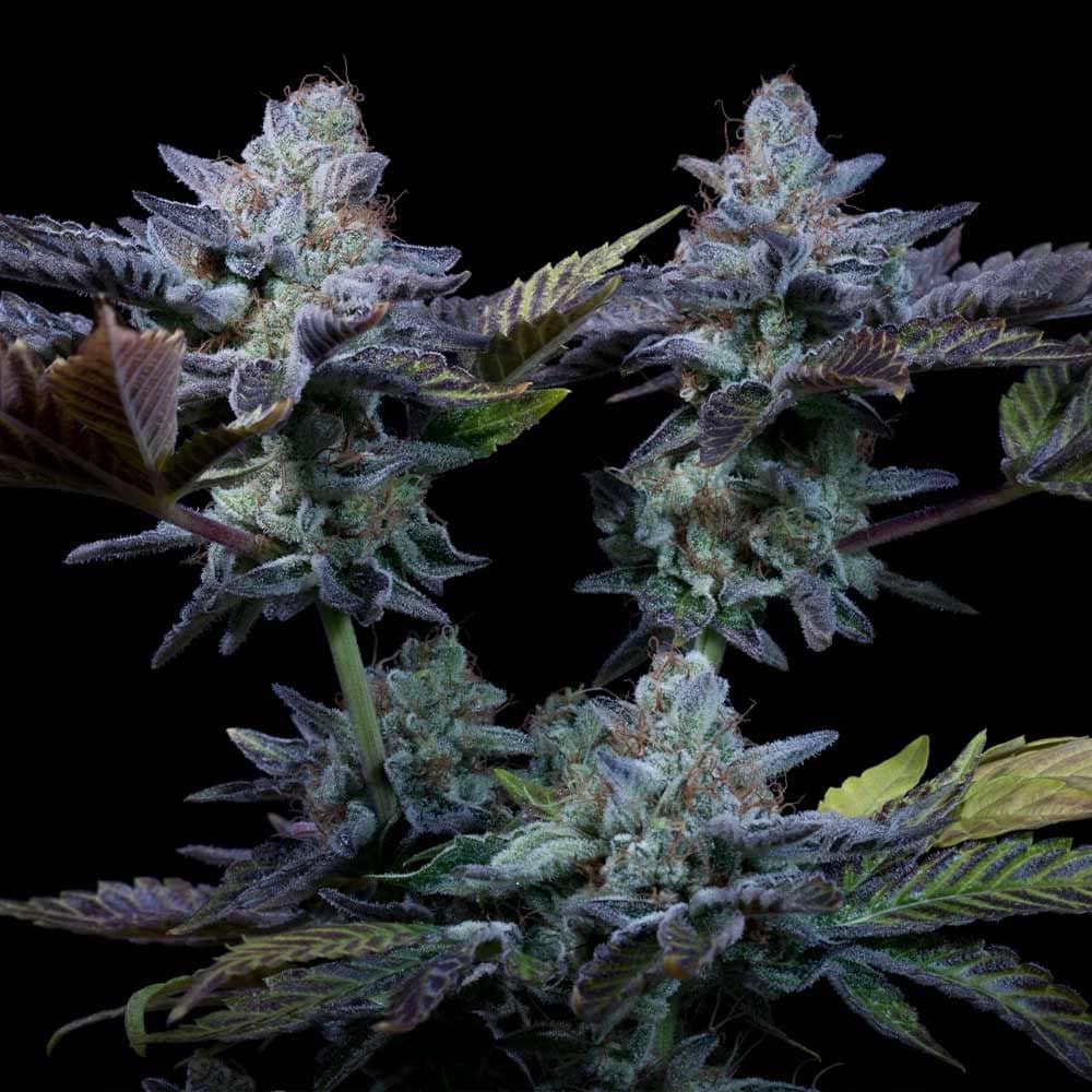 Paradise Seeds Sweetopia Feminized 