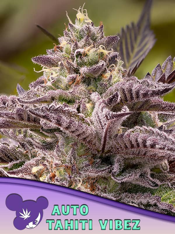 Tahiti Vibez Auto- Feminized - Anesia Seeds