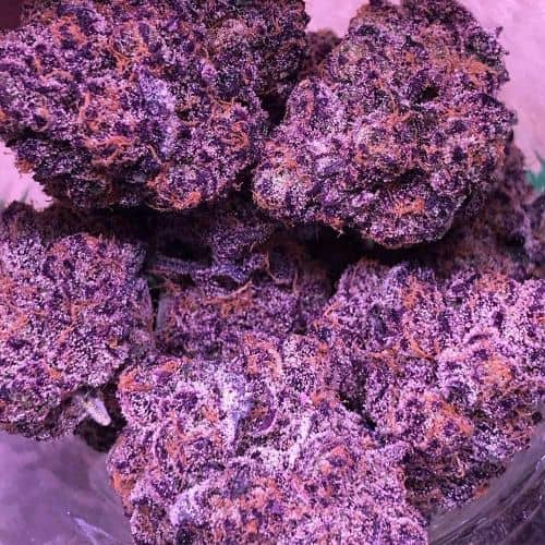 Tahoe Brunch Feminized - Symbiotic Genetics Seeds 