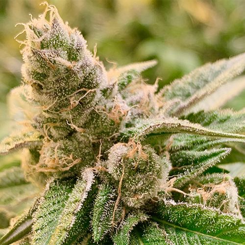 Rare Dankness Seeds Tangerine Somali Regular   