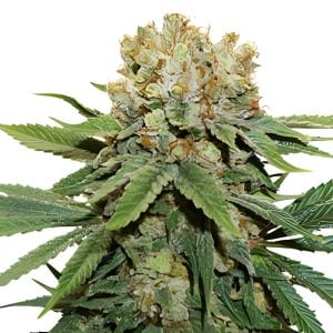 Thin Mint Crack-Feminized-Sensible Seeds Premium Selection   