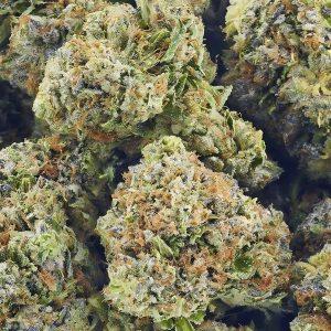 Tornado-Feminized-Sensible Seeds Premium Selection     