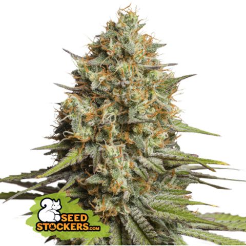 Seed Stockers Seeds Superior Triton Biscotti Lime Auto Feminized 