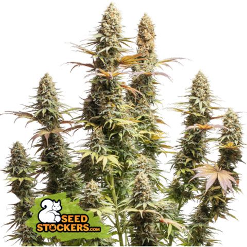 Seed Stockers Seeds Superior Triton Biscotti Lime Feminized