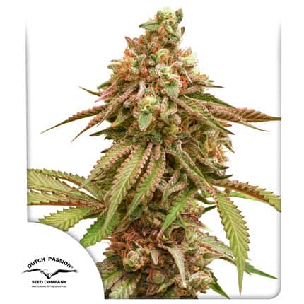 Tropical Tangie - Feminized - Dutch Passion