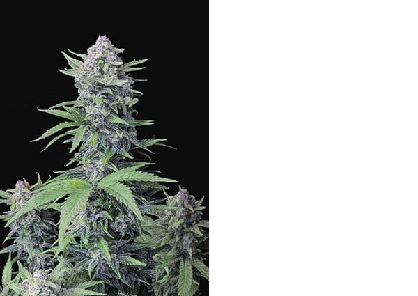 Tropicana Cookies Auto - Feminized - Fast Buds 