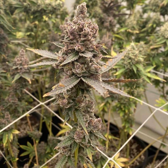 Tropicana Grape Cake Regular - Fidels Seeds 