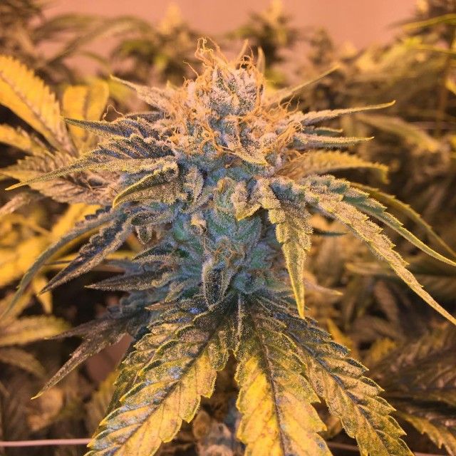 Garden Ablaze -Seeds Twizz-LA Regular 