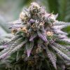 Ultra Violet GMO- Feminized - Growers Choice 