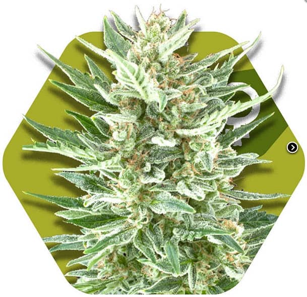 Zambeza Seeds Vanilla Ice Feminized    