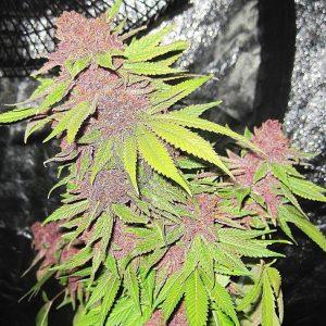 Velvet Princess-Feminized-Sensible Seeds Premium Selection      