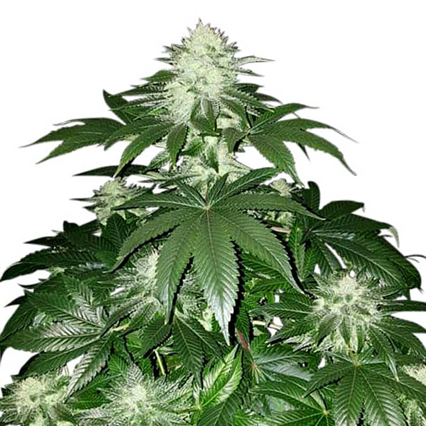 Scott Family Farms Wakeford x Queen of Congo Regular   