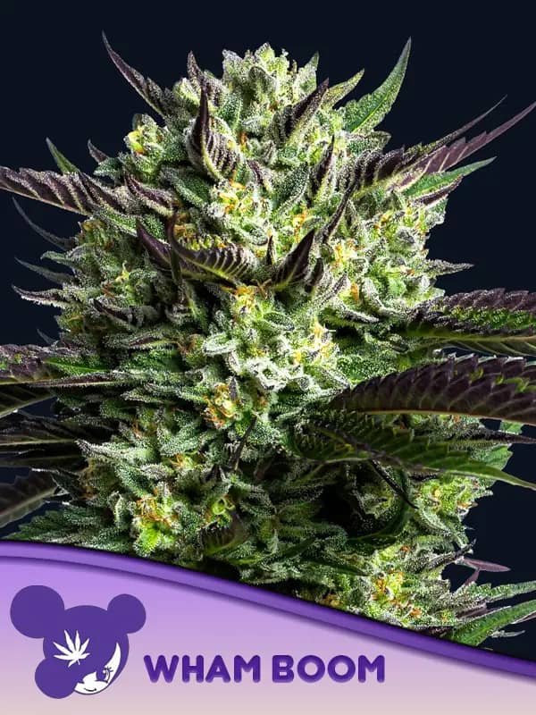 WHAM BOOM Feminized - Anesia Seeds