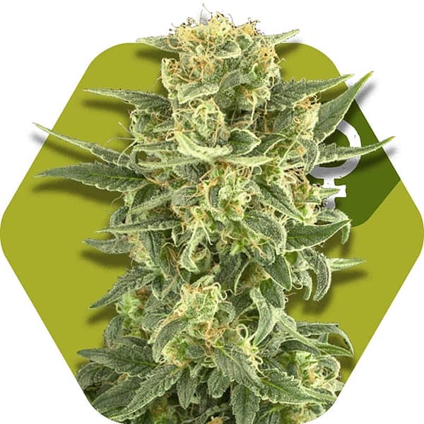 Zambeza Seeds White Cheese Fast Flowering Feminized    