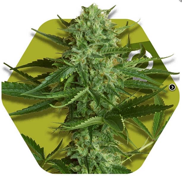 Zambeza Seeds White Widow Haze Feminized    