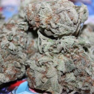 Auto White Rush- Feminized - Sensible Seeds Premium Selection    