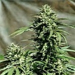 Emerald Triangle Seeds California Wildfire Regular