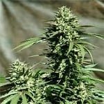 Emerald Triangle Seeds California Wildfire Feminized