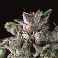 Gorilla - Feminized - Pyramid Seeds