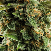 Buddha Seeds Vesta Auto Feminized