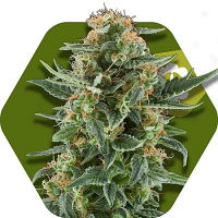Zambeza Seeds Power Plant XL Auto Feminized