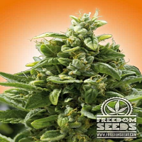 Freedom Seeds Freedom Cheese Feminized