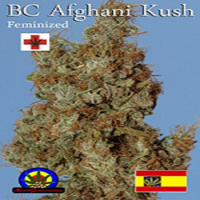 Next Generation Seeds Afghani Kush Feminized