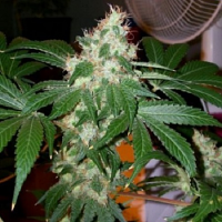 Cali Connection Seeds Chem Valley Kush Regular